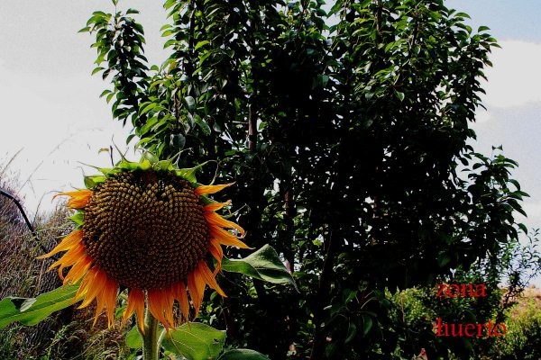 3 Slaapkamer Landhuis in Murcia