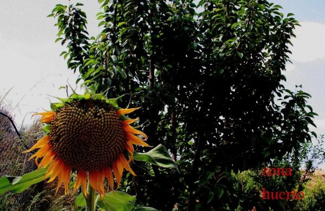 Resale - Country House - Murcia