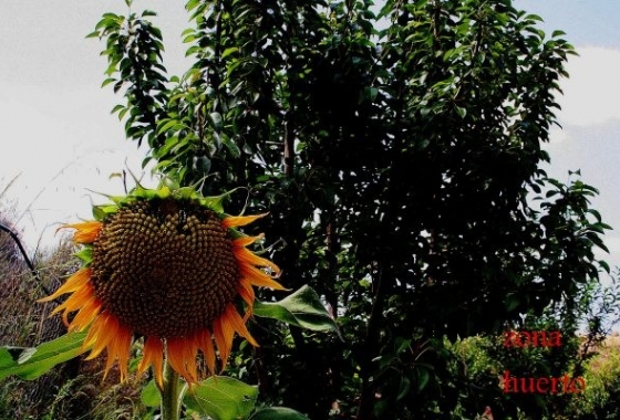 Resale - Country House - Murcia