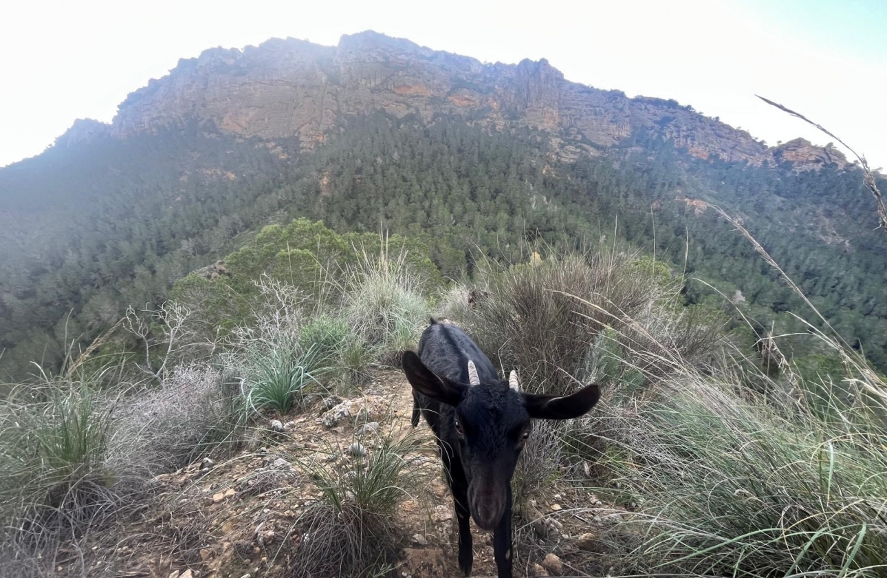 Resale - Country House - Murcia