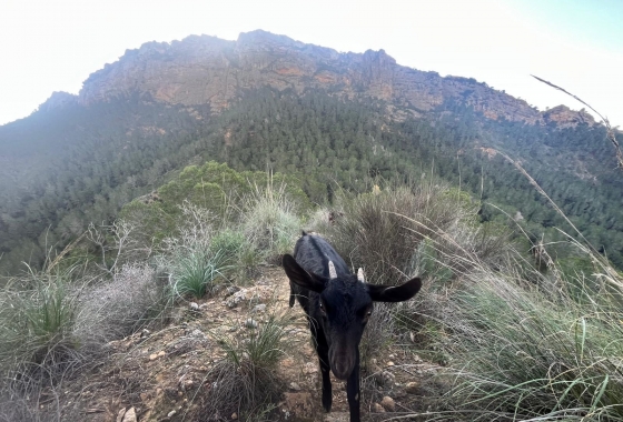 Resale - Country House - Murcia