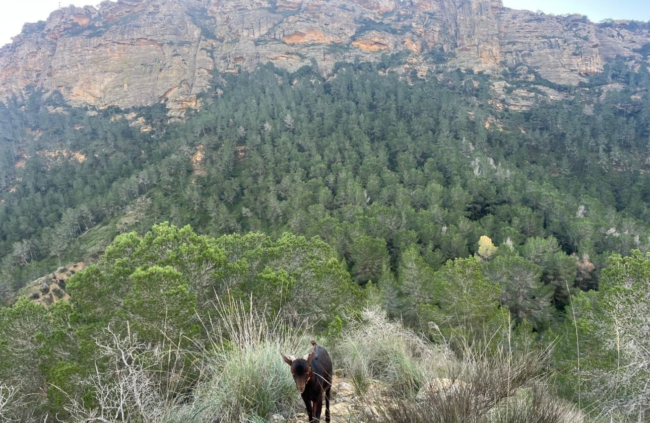 Resale - Country House - Murcia