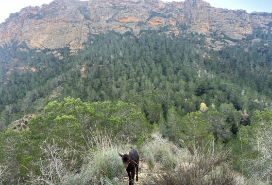 Resale - Country House - Murcia