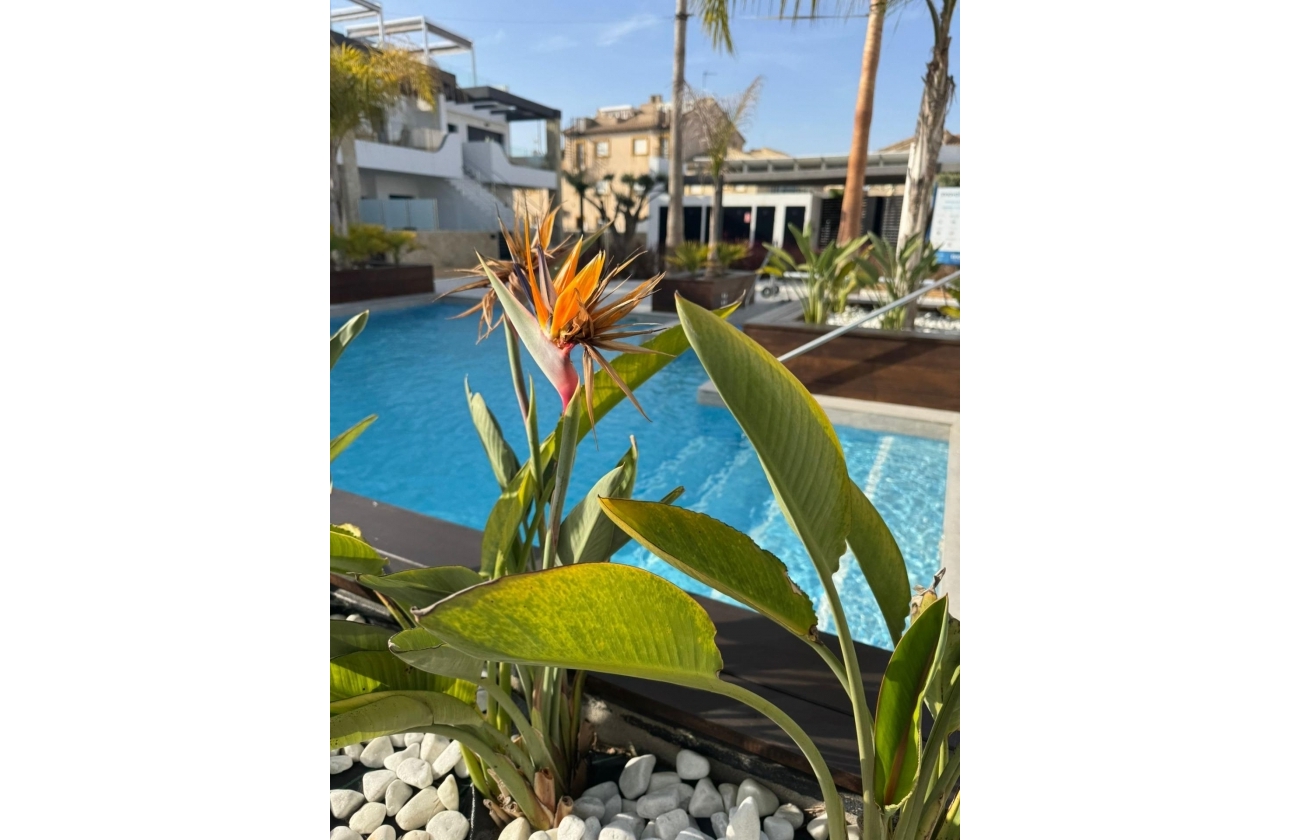 Resale - Apartment - Orihuela Costa - Rocio del Mar