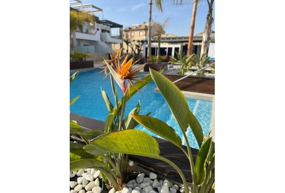 Resale - Apartment - Orihuela Costa - Rocio del Mar