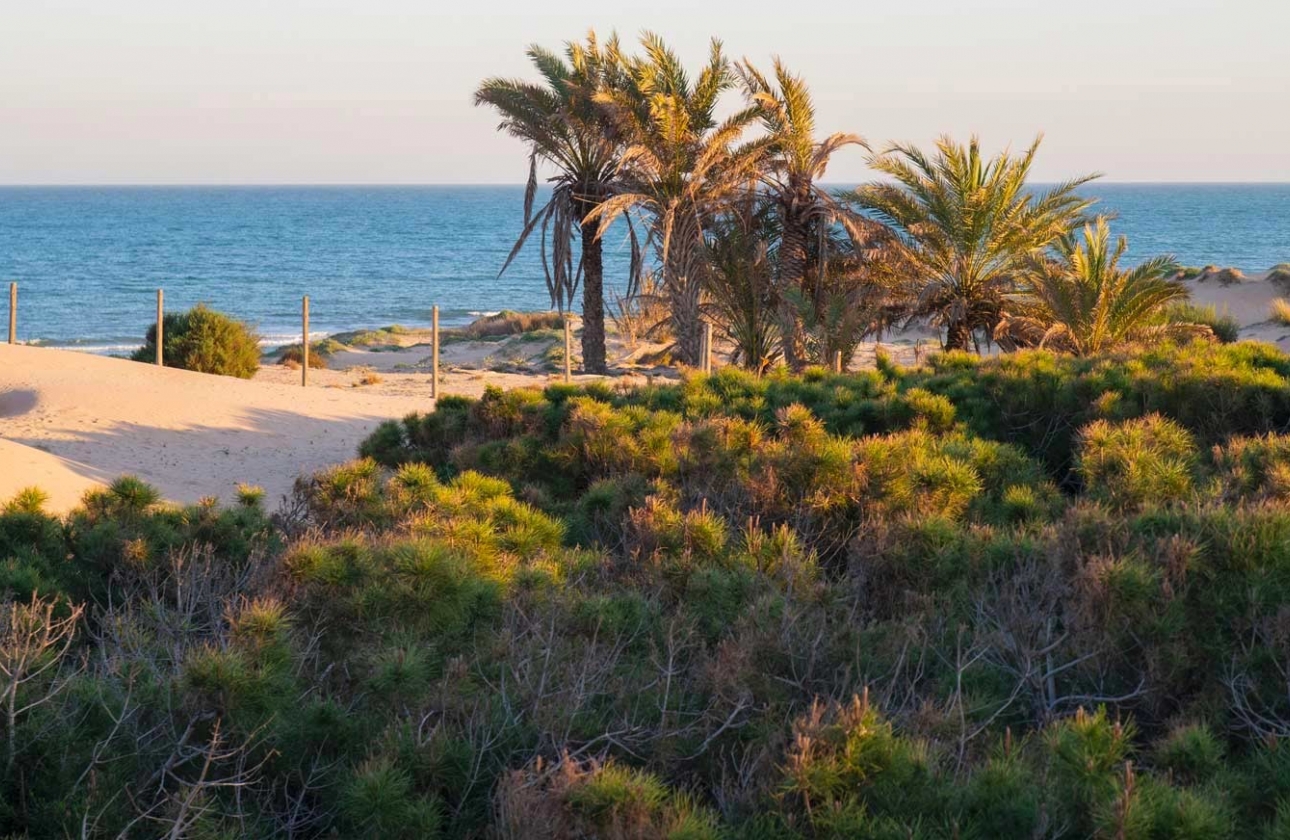 Resale - Apartment - Guardamar del Segura - El Raso